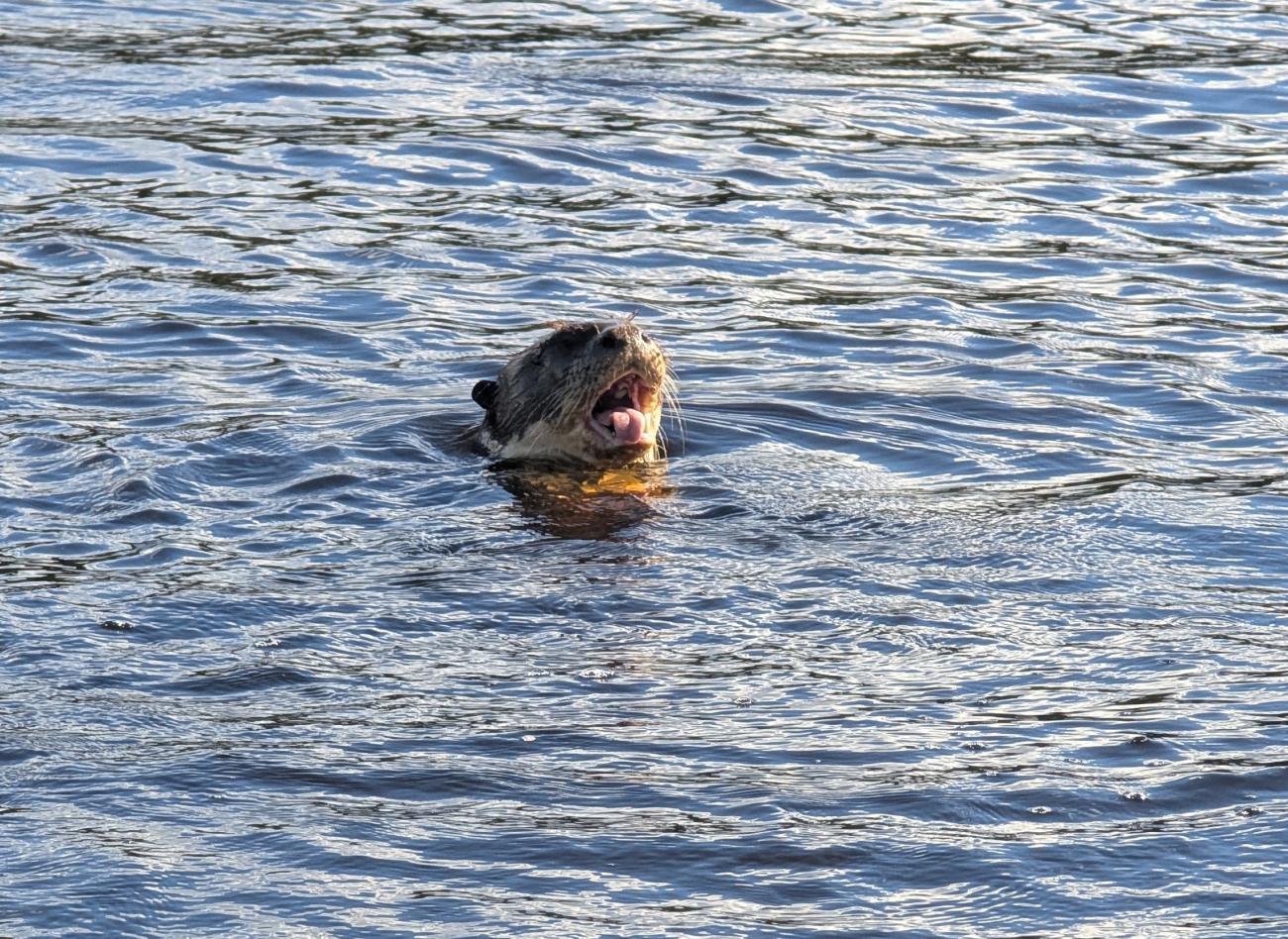 River Otter